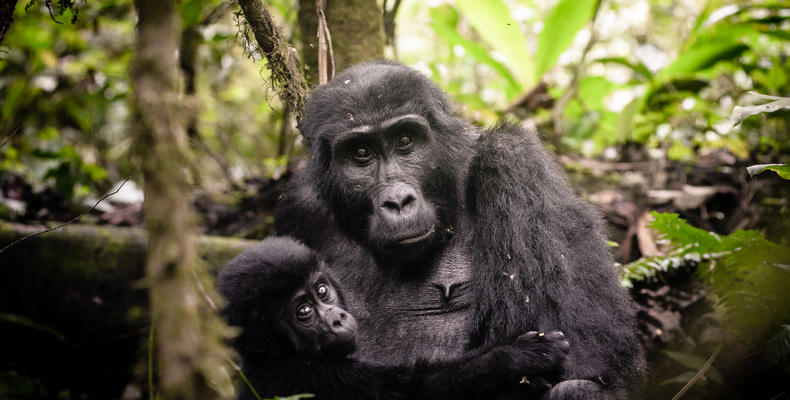 Sanctuary Gorilla Forest Camp Gorilla tracking