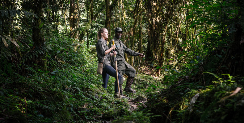 Sanctuary Gorilla Forest Camp Gorilla Tracking