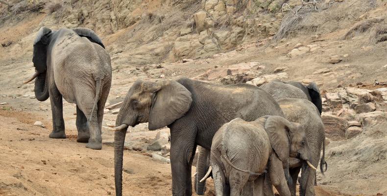 Hamiltons Tented Camp - Elephants