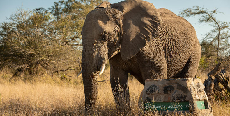 Hamiltons Tented Camp - Wildlife - Elephant