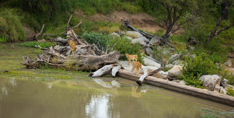 Hamiltons Tented Camp - Wildlife - Lion 1