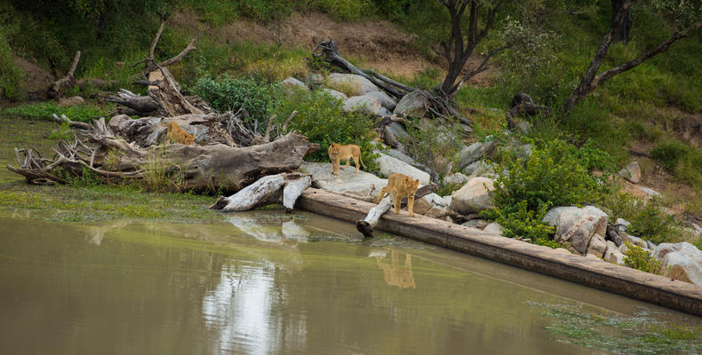 Hamiltons Tented Camp - Wildlife - Lion 2