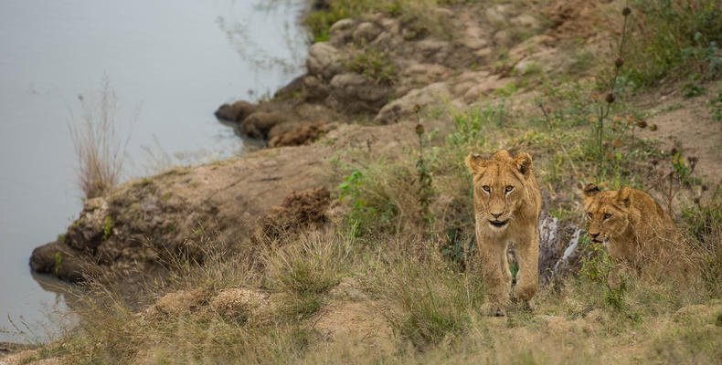 Hamiltons Tented Camp - WIldlife - Lion 3