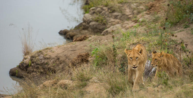 Hamiltons Tented Camp - Wildlife - Lion 4