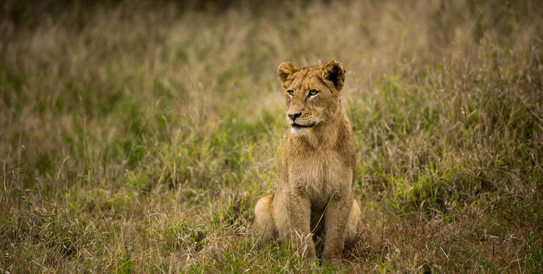 Hamiltons Tented Camp - Wildlife - Lion 5