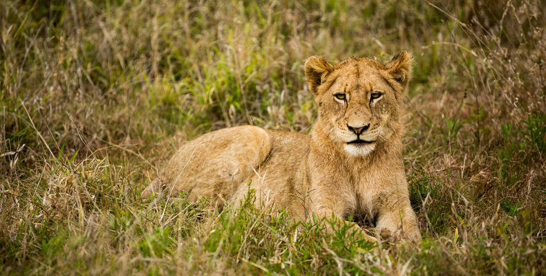 Hamiltons Tented Camp - Wildlife - Lion 6