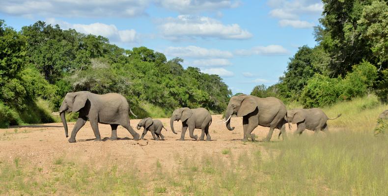 Imbali Safari Lodge - Elephants