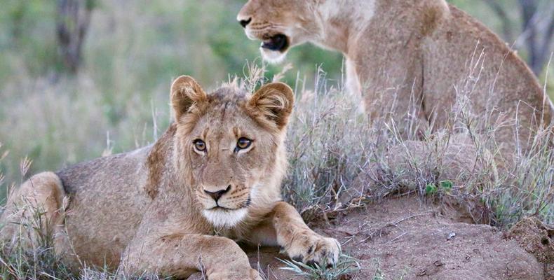 Imbali Safari Lodge -  Lions