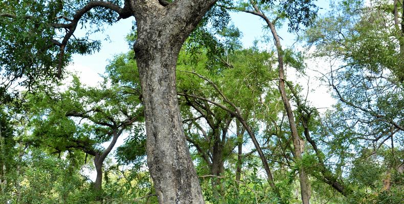 Imbali Safari Lodge - Wedding