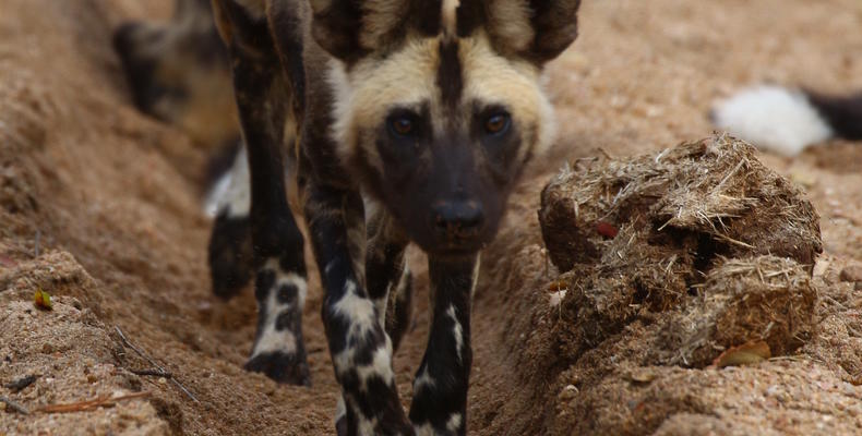 Imbali Safari Lodge - Wild dogs 