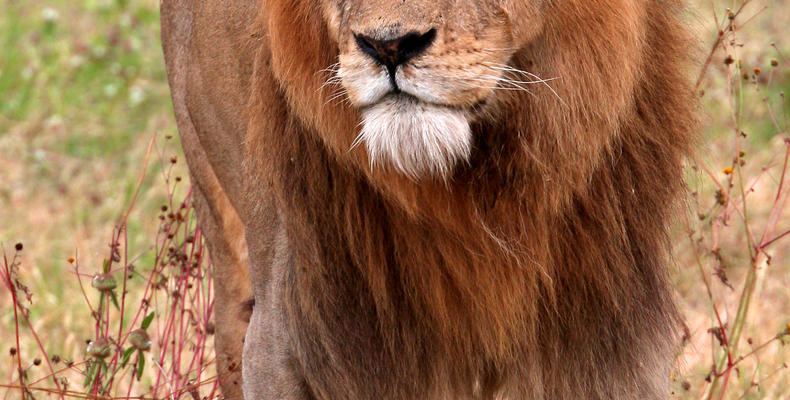 Wildlife around the Camp
