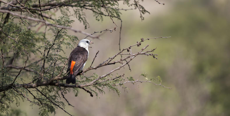 Birds around the Camp