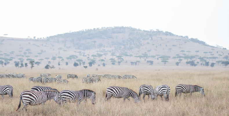 Wildlife around the Camp