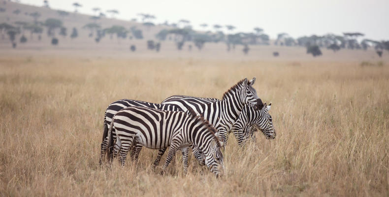 Wildlife around the Camp