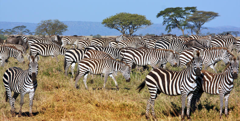 Wildlife around the Camp