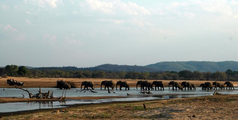 Island BC Game Drives