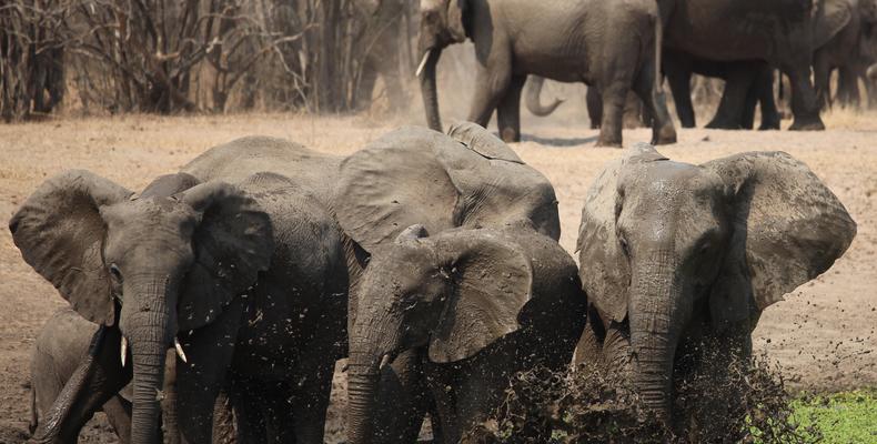 South Luangwa Wildlife