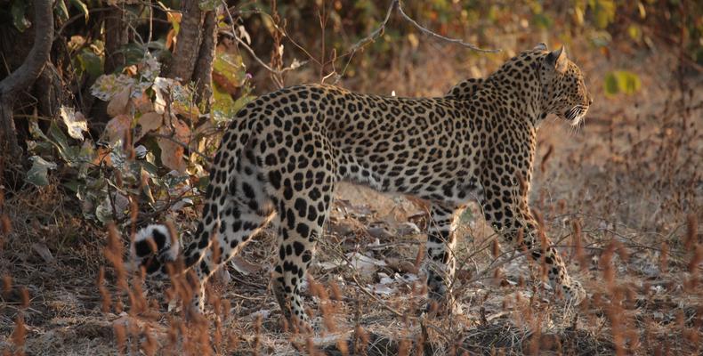 South Luangwa Wildlife