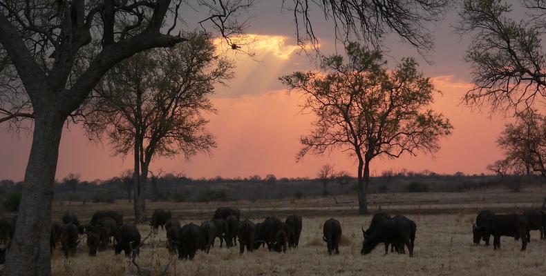 South Luangwa Wildlife