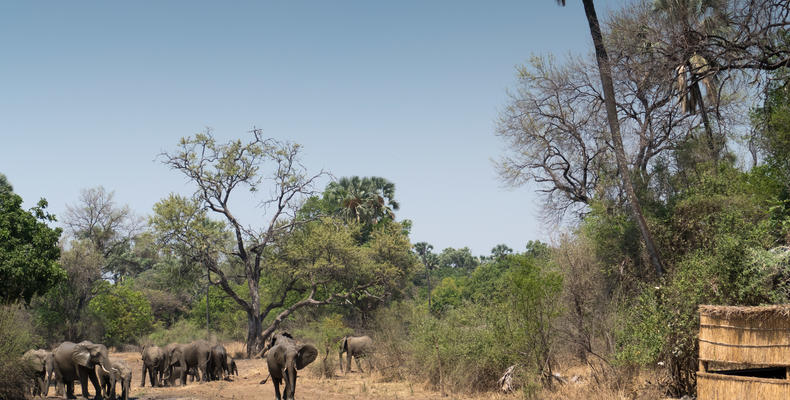 Island Bush Camp - Photographic Hide