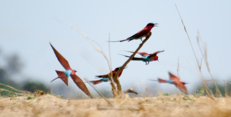 South Luangwa Birdlife