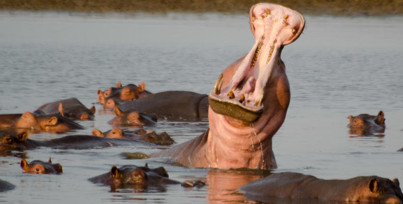 South Luangwa Wildlife