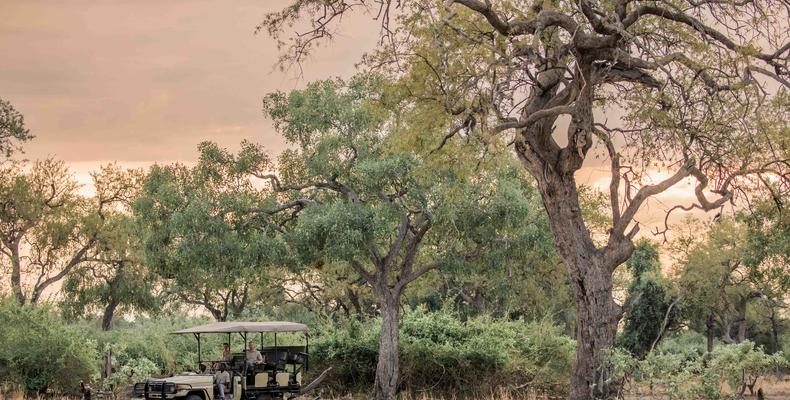 Kafunta Safaris Game Drive
