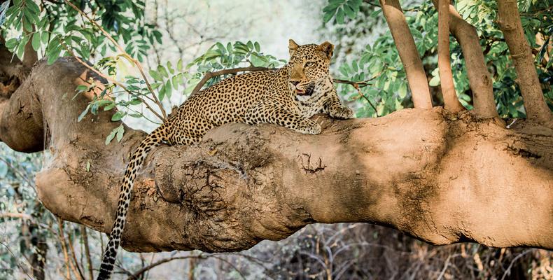 South Luangwa Leopard
