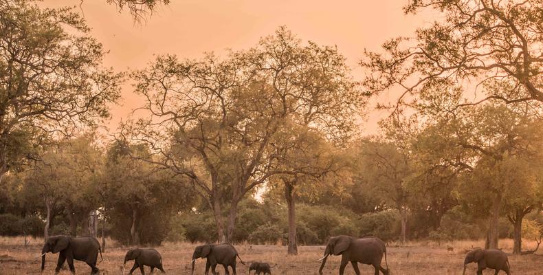 South Luangwa Elephants