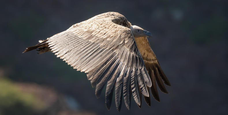 Cape Vulture