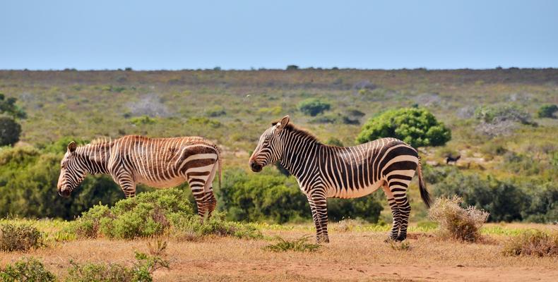 Cape Mountain Zebra 