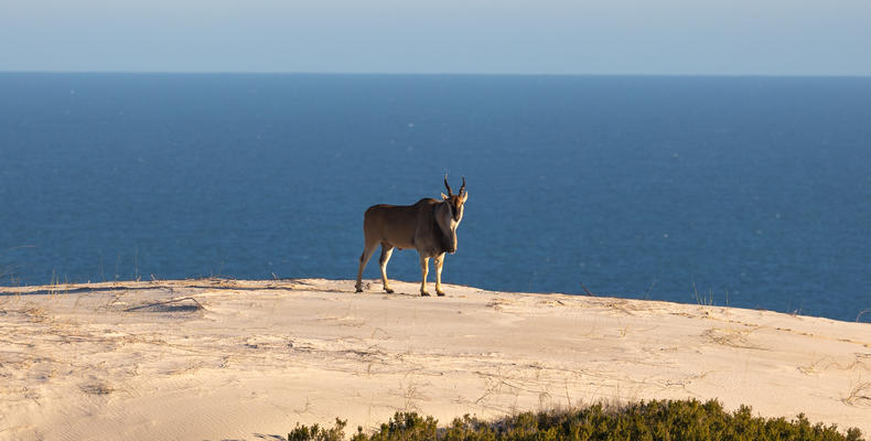Eland on dunes