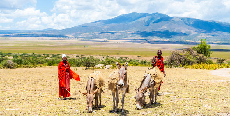 Donkey Walk