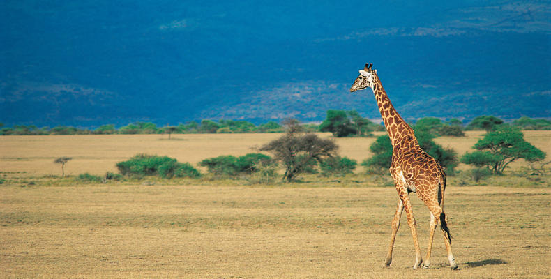 Wildlife