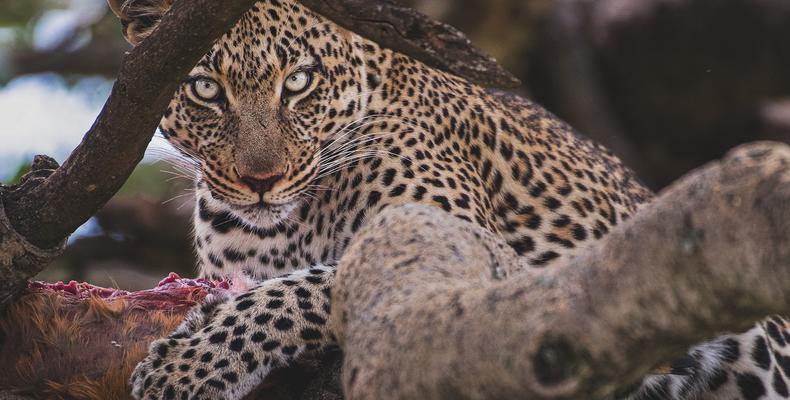 Leopard on a tree in Northern Serengeti