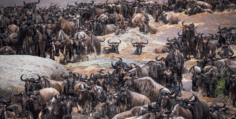 Great Wildebeest Migration