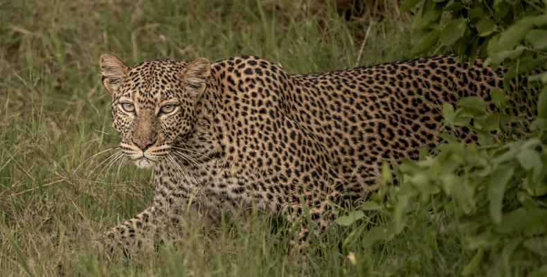 Wildlife