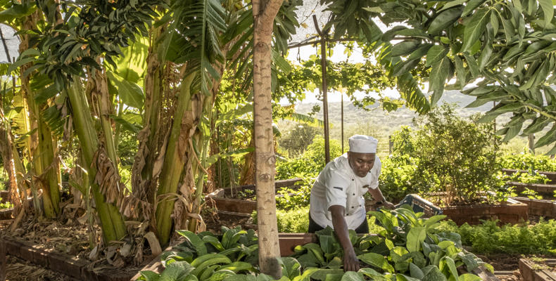 Sasaab shamba
