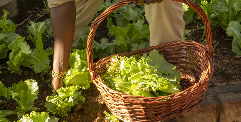 Shamba produce