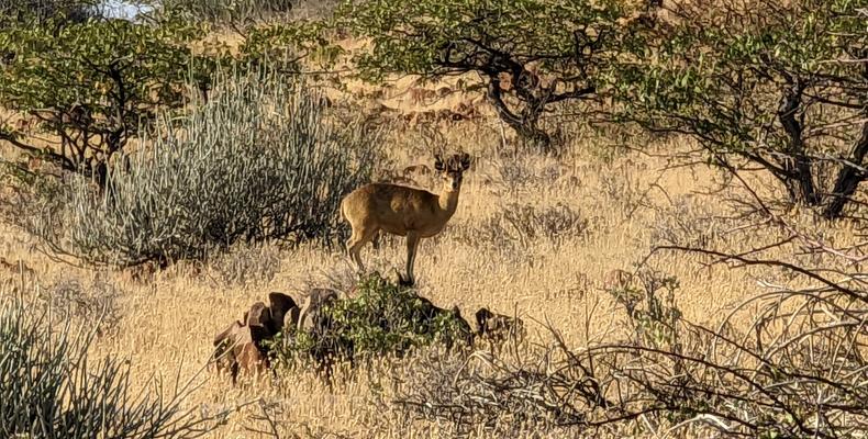 Wildlife