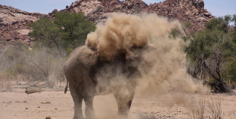 Ephemeral River drive in surge of the desert elephants