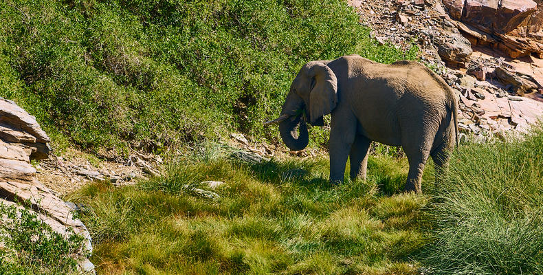 Desert-adapted elephant