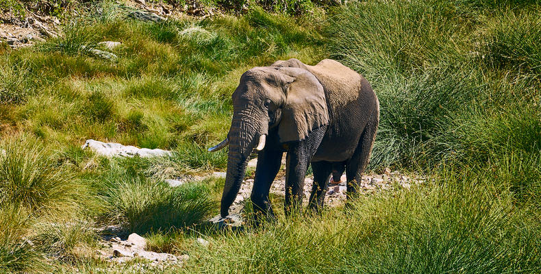 Desert-adapted elephants