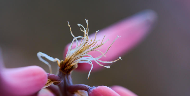 Local flora