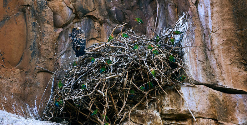 Black Eagle nest