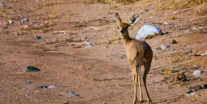 Local wildlife