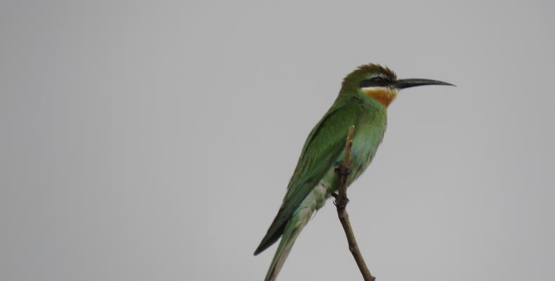 Bee-eater