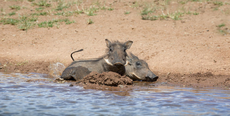 Mhondoro Safari Lodge and Villa