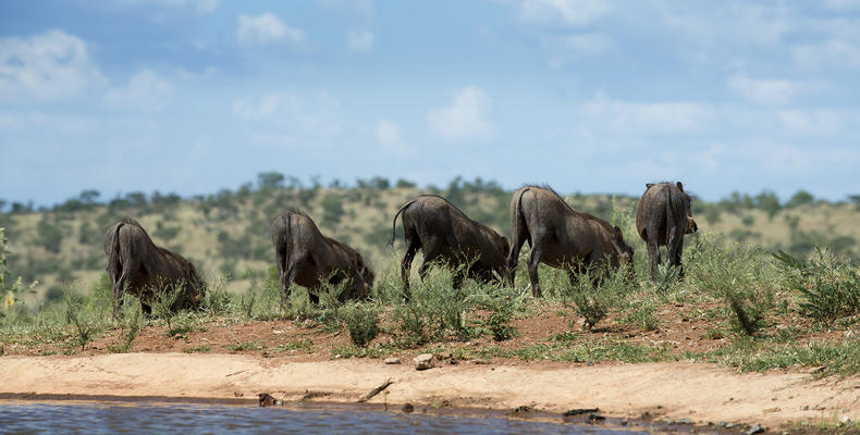 Mhondoro Safari Lodge and Villa