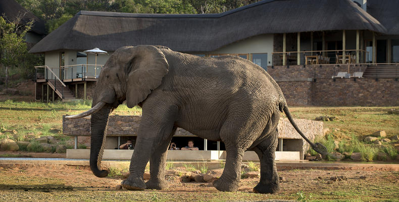 Mhondoro Safari Lodge and Villa